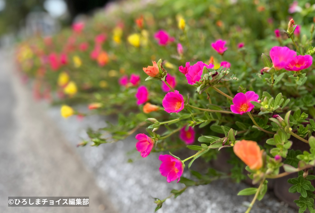 花壇の花
